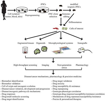 Modeling Hematological Diseases and Cancer With Patient-Specific Induced Pluripotent Stem Cells